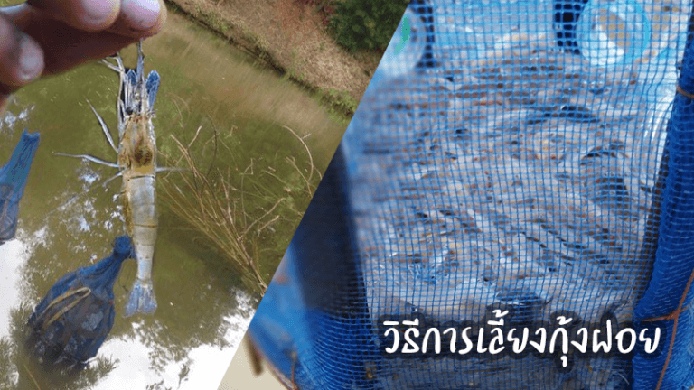 วิธีการเลี้ยงกุ้งฝอยในบ่อเลี้ยงปลา