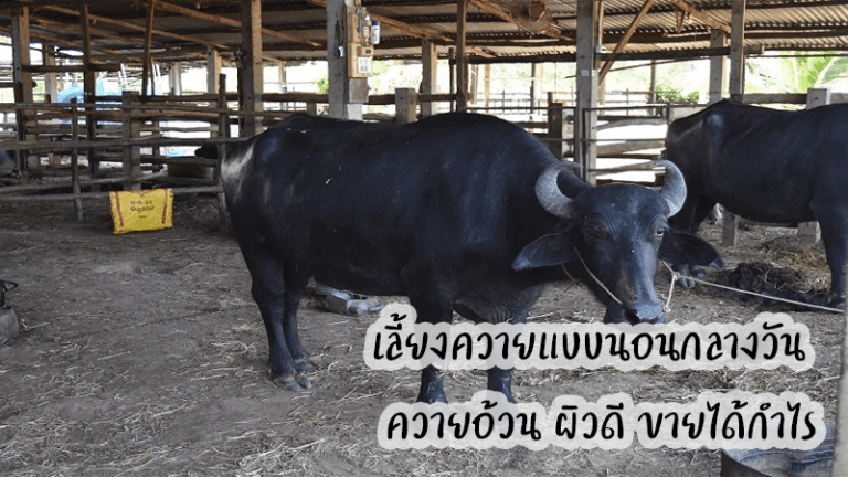 เทคนิคเลี้ยงควายแบบนอนกลางวัน