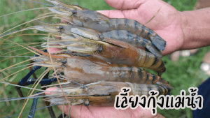เลี้ยงกุ้งแม่น้ำ