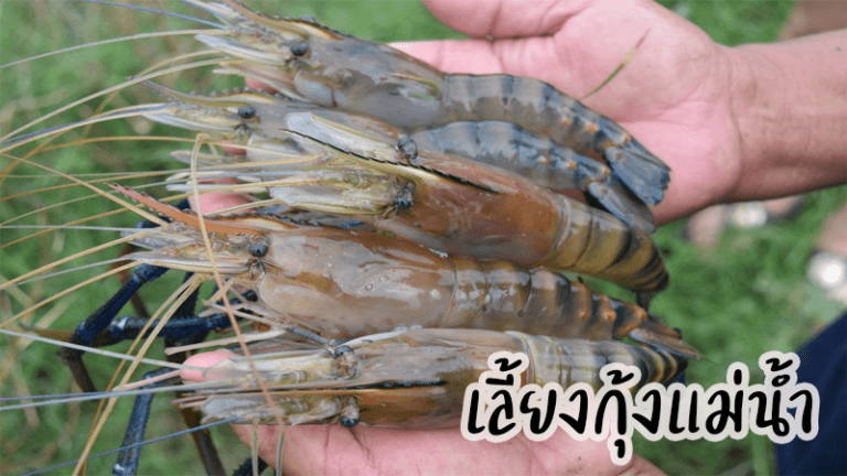 เลี้ยงกุ้งแม่น้ำ