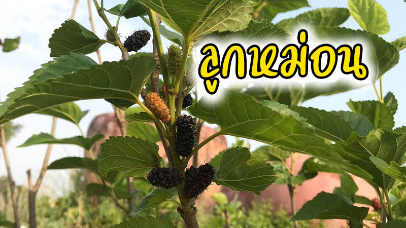 ลูกหม่อน มัลเบอร์รี่