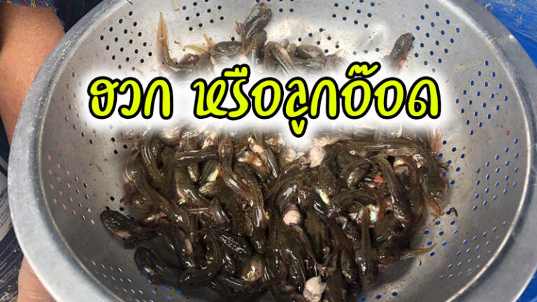 ฮวก หรือลูกอ๊อด