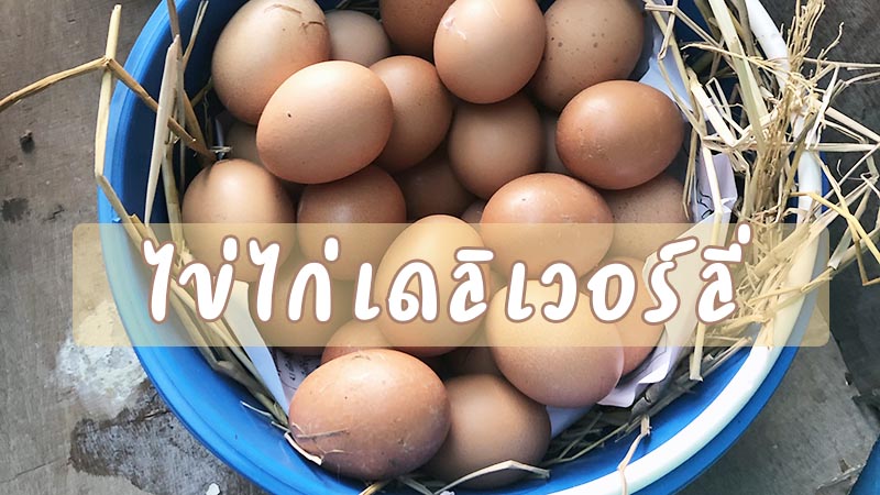 ไข่ไก่เดลิเวอร์ลี่
