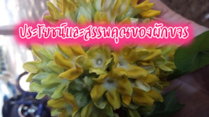 ประโยชน์ของดอกขจร