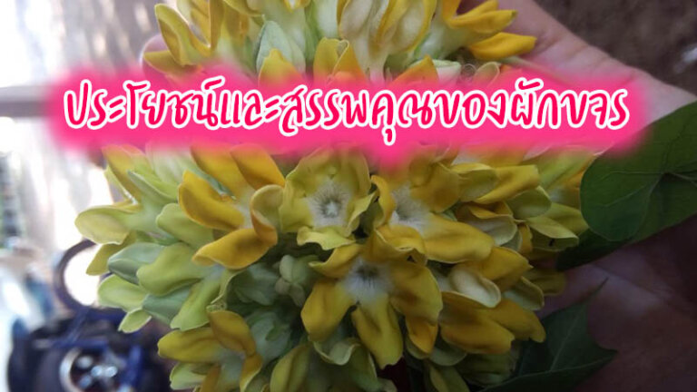 ประโยชน์ของดอกขจร
