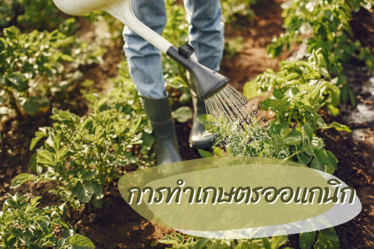 การทำเกษตรออแกนิก