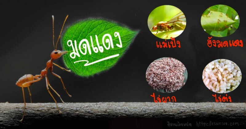 ลักษณะต่าง ๆ ของมดแดง