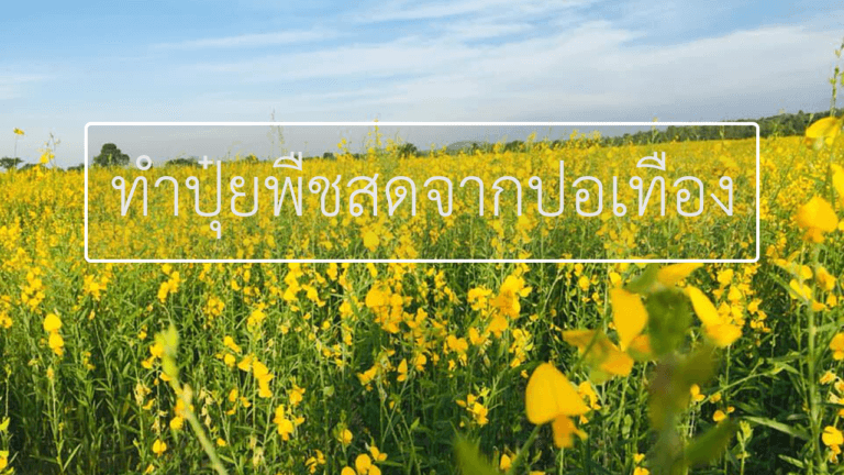 ปุ๋ยพืชสดจากปอเทือง