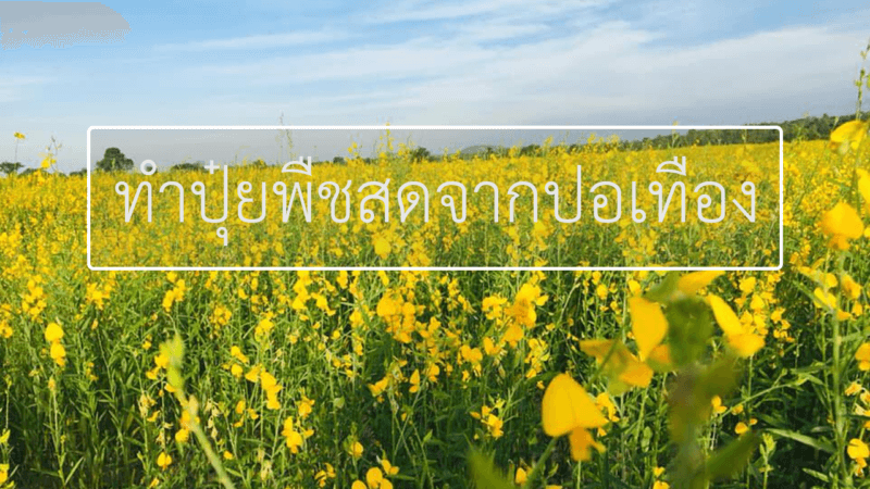 ปุ๋ยพืชสดจากปอเทือง