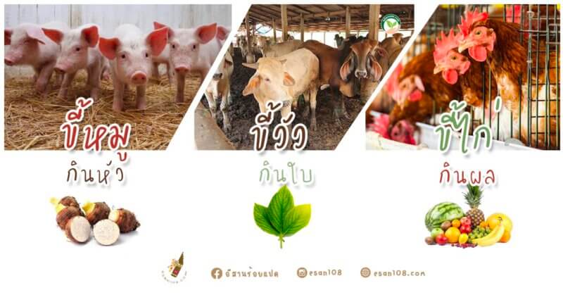 ขี้หมูกินหัว-ขี้วัวกินใบ-ขี้ไก่กินผล
