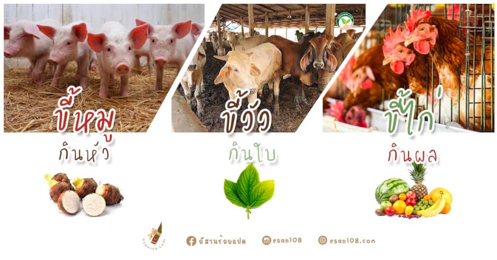 ขี้หมูกินหัว-ขี้วัวกินใบ-ขี้ไก่กินผล