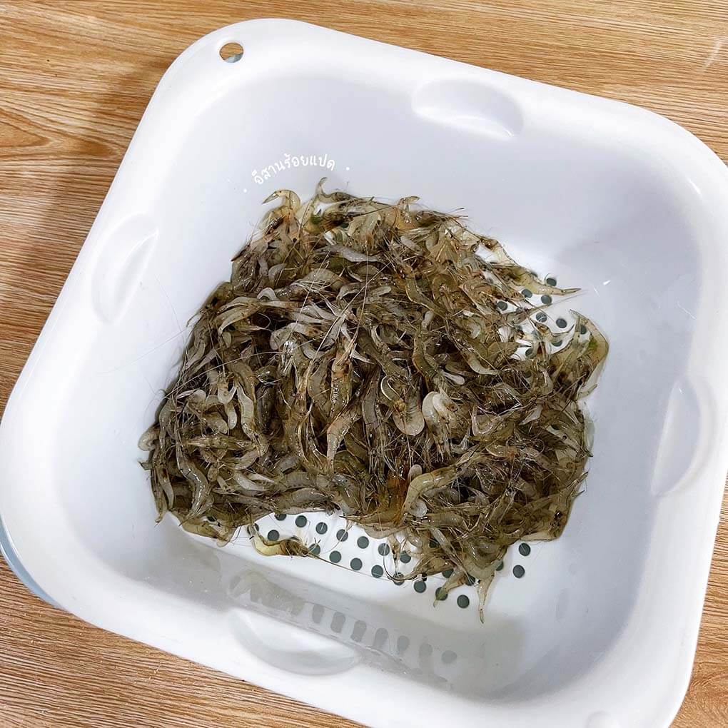 กุ้งฝอยสด ๆ