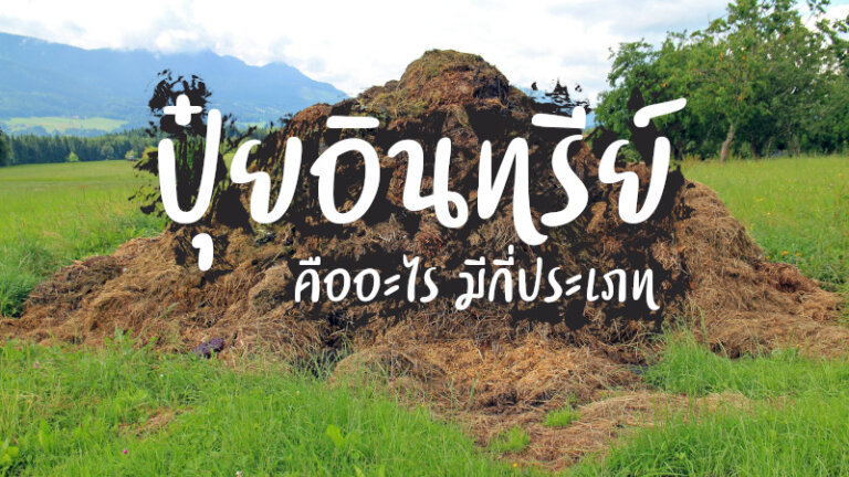 ปุ๋ยอินทรีย์