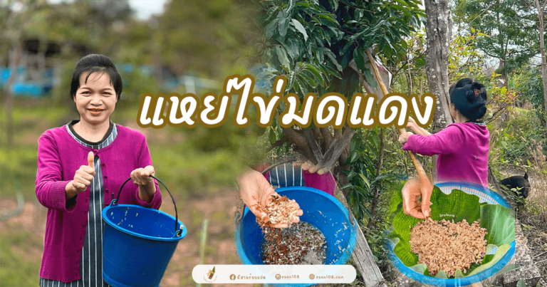 แหย่ไข่มดแดง