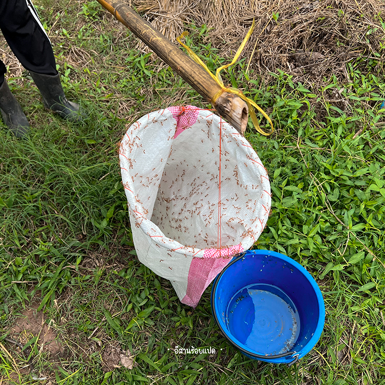 นำคุถังใส่น้ำ