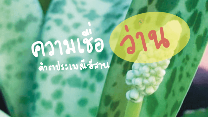 ความศักดิ์สิทธิ์ของว่าน