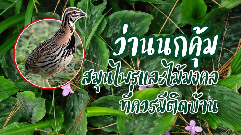 ว่านนกคุ้ม