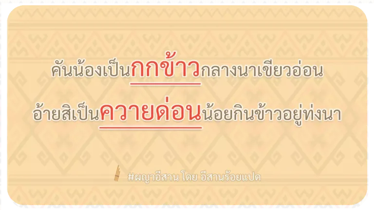 ผญา-คันน้องเป็นกกข้าวกลางนาเขียวอ่อน