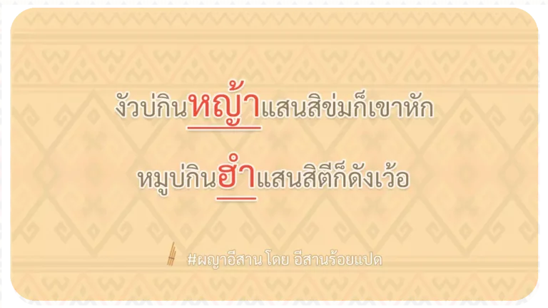 ผญา-งัวบ่กินหญ้าแสนสิข่มก็เขาหัก