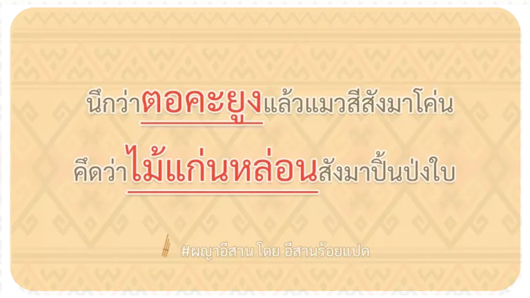 ผญา-นึกว่าตอคะยูงแล้วแมวสีสังมาโค่น