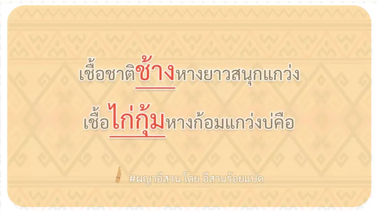 ผญา-เชื้อชาติช้างหางยาวสนุกแกว่ง