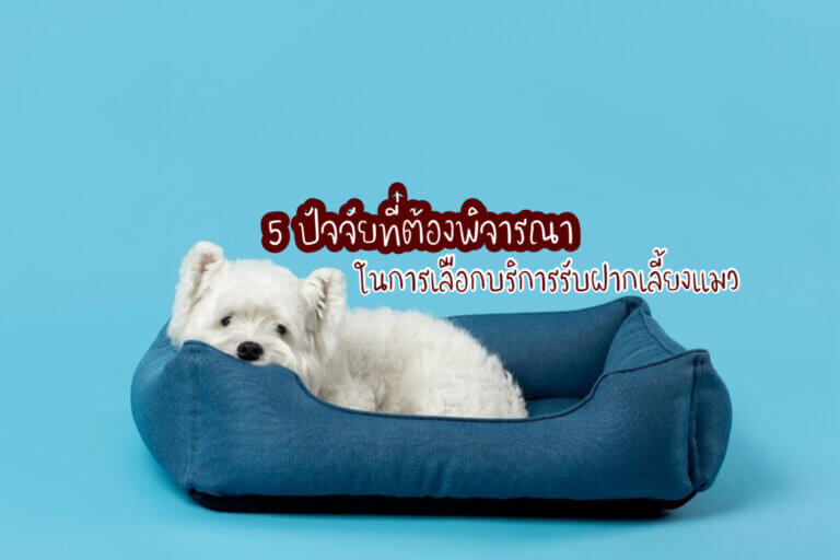 รับฝากเลี้ยงแมว