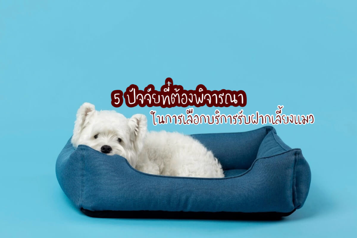 รับฝากเลี้ยงแมว